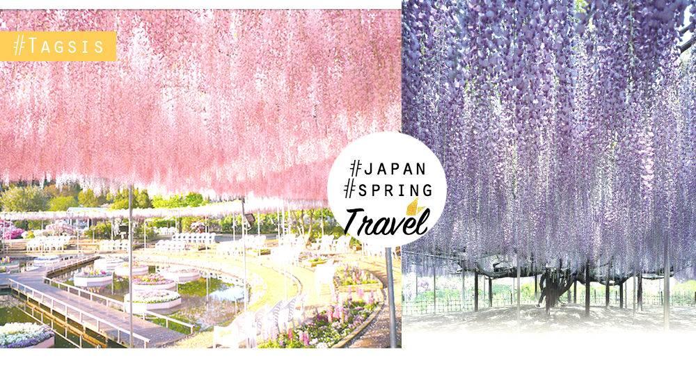比起櫻花，原來紫藤花更夢幻唯美！為了它，日本行程又要再增添一項了。