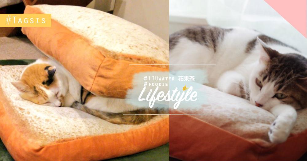 貓星人太犯規了～吐司夾貓咪有夠萌的，風靡全日本的吐司軟枕快下單吧！