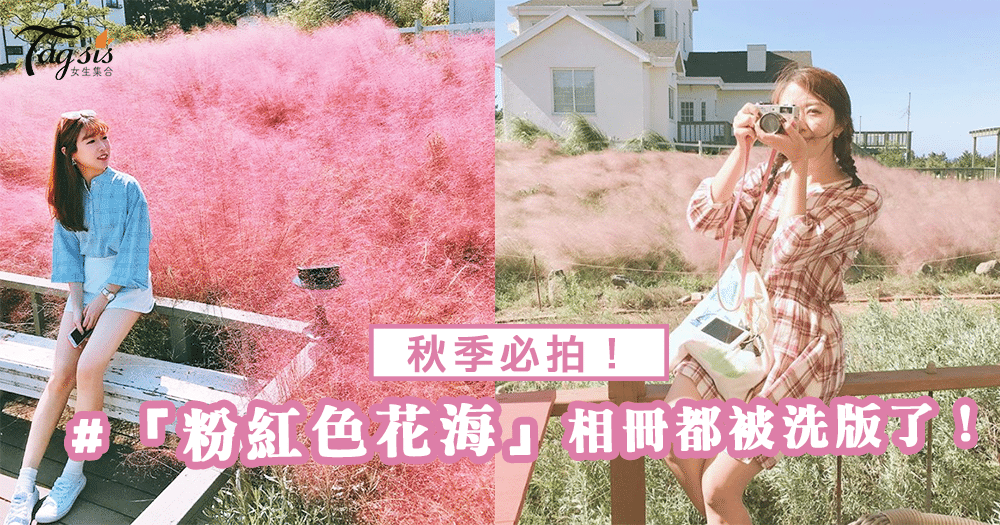 秋季必拍！唯美又夢幻的「粉紅色花海」整個相冊都被粉紅色洗版了啊！