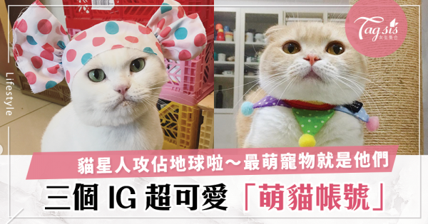 看到主子還不快跪下～盤點台灣3個 IG 療癒系貓星人，萌到你不要不要的！