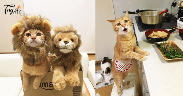 貓奴的小心肝！最愛cosplay的日本小貓咪，拍出可愛貓貓寫真〜
