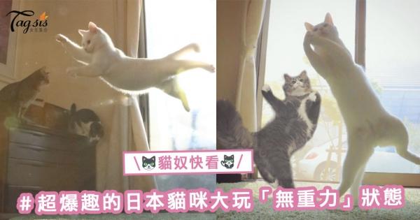 又再攻陷貓奴們的心！貓貓都識得跳芭蕾舞？！超爆趣的日本貓咪大玩「無重力」狀態