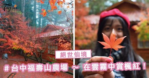 台灣的楓葉終於變紅了！福壽山農場 ～ 在雲霧中賞楓紅， 不能錯過的絕世仙境！