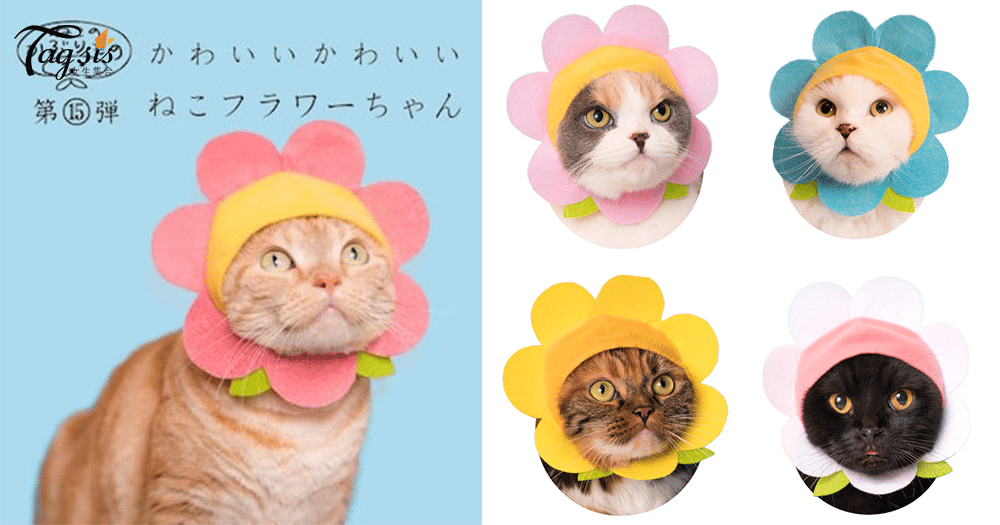 拋下聖誕帽〜奴才們是時候為主子換上可愛「花花頭套」，日本貓貓頭套第15彈！