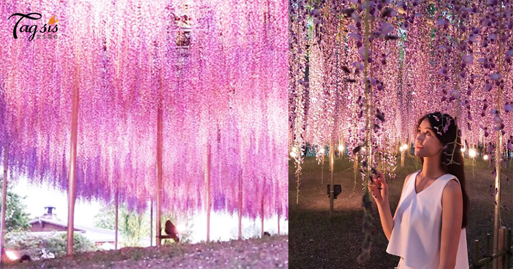 日本女生必到「東京紫藤花公園」，不同顏色的紫藤花超吸睛！絕對是仙境啊～