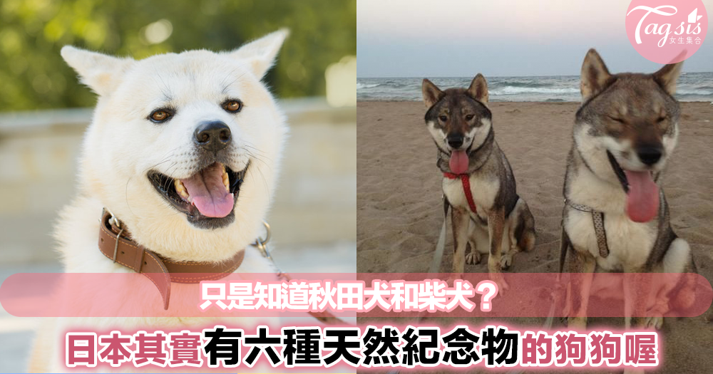 日本狗狗不只有秋田犬！這六種被日本列為天然紀念物的狗狗，下次別人問起就不會回答不出來了～