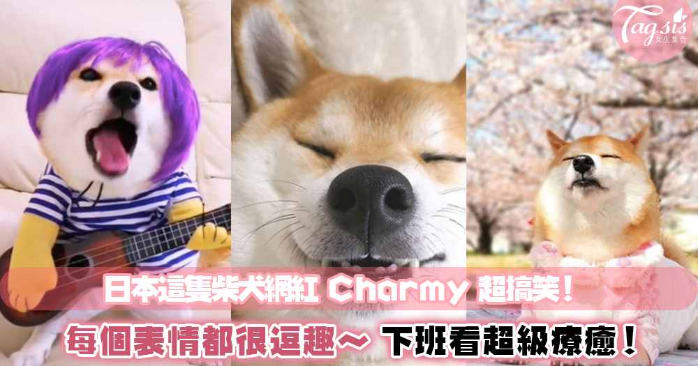 日本最搞怪柴犬狗網紅Charmy！每天拍好笑的OOTD～賞花郊遊都有，嘴邊肉爆炸好捏欸～