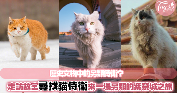 ＂貓＂出沒注意！走訪北京故宮，和200隻明清貓後代來一場另類的「紫禁城之旅」～