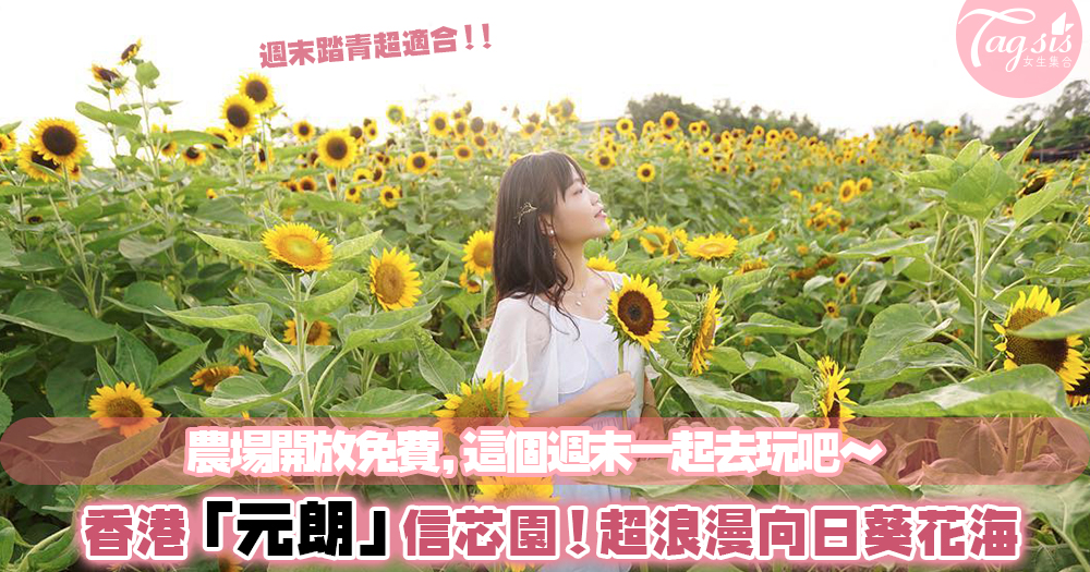香港竟然也有向日葵花海？超美太陽花就在「元朗」信芯園，一起來場踏青一日遊吧！