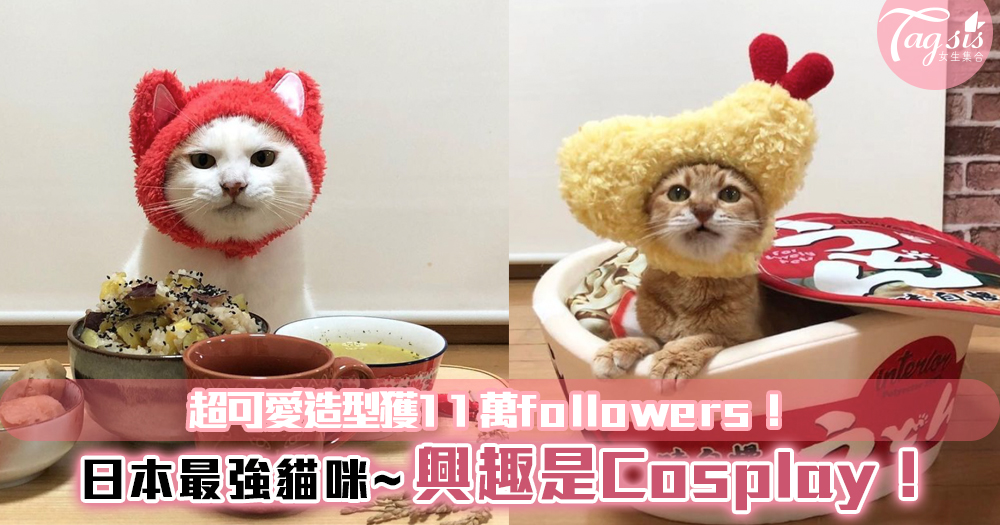 日本最強貓咪~興趣是Cosplay！讓主子們開心~超可愛造型獲11萬followers！